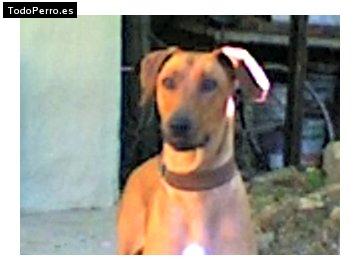 Foto del perro Burra