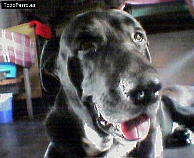 Foto del perro Baldor