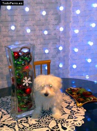 Foto del perro Blaky