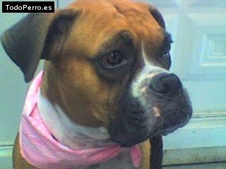 Foto del perro Tara