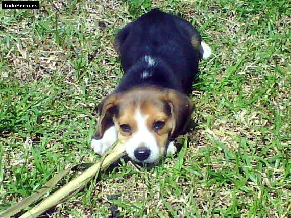 Foto del perro Konnan