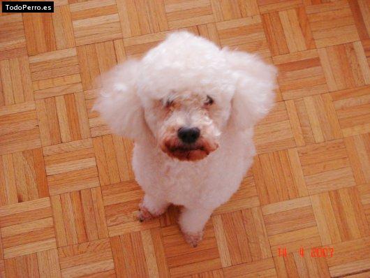 Foto del perro Tilin