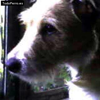 Foto del perro Molly