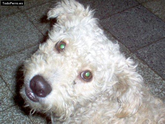 La foto del perro Chato Foto del perro Chato