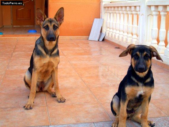Foto del perro Shanka y levis
