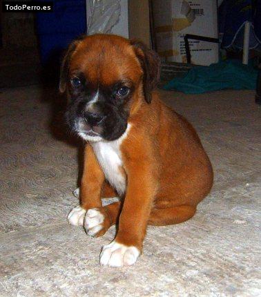 Foto del perro Spike