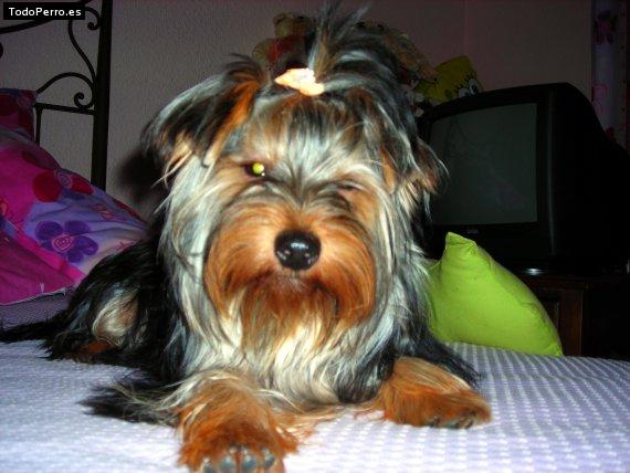 Foto del perro Nana