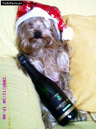 Foto del perro Cobu