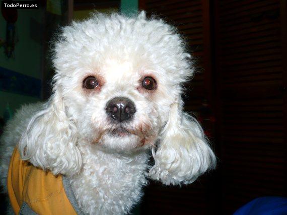 Foto del perro Samara