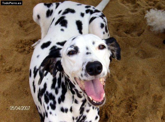 Foto del perro Manchas