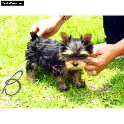 Foto del perro Blachy
