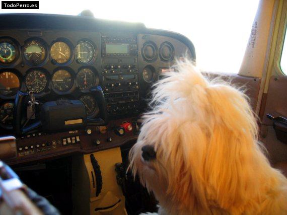 Foto del perro Bilma