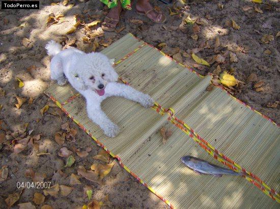 Foto del perro Samara