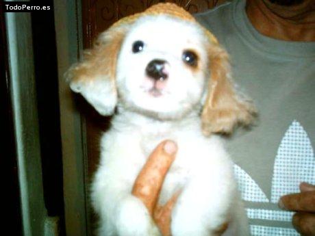 Foto del perro Nirox