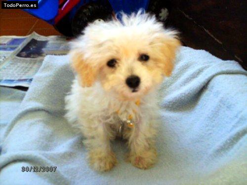 Foto del perro Stitch