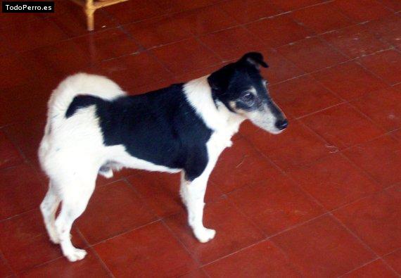 La foto del perro Can Foto del perro Can