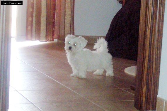 Foto del perro Travi