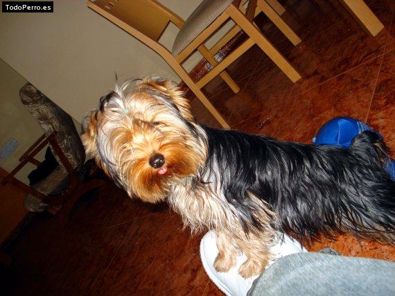 Foto del perro Minnie
