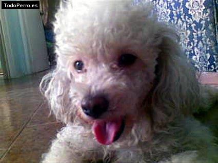 Foto del perro Wolfgang