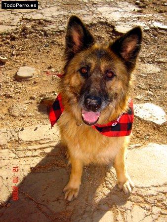 Foto del perro Betel