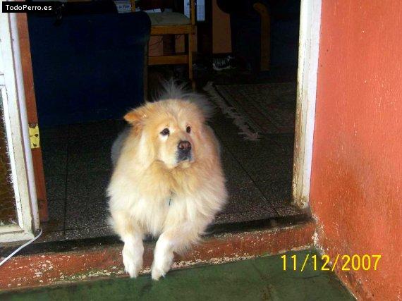 La foto del perro Chester Foto del perro Chester