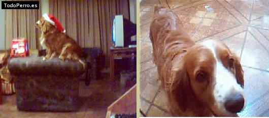 Foto del perro Motta