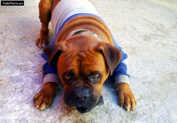 Foto del perro Byron