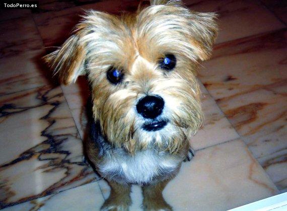 La foto del perro Chispi Foto del perro Chispi