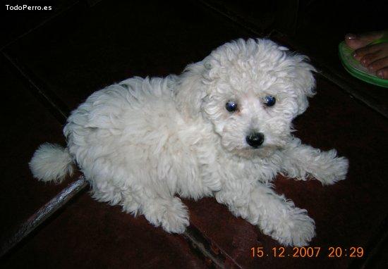 Foto del perro Sonic