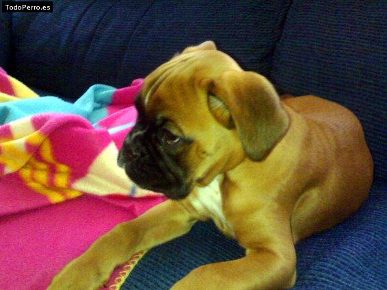 Foto del perro Thor