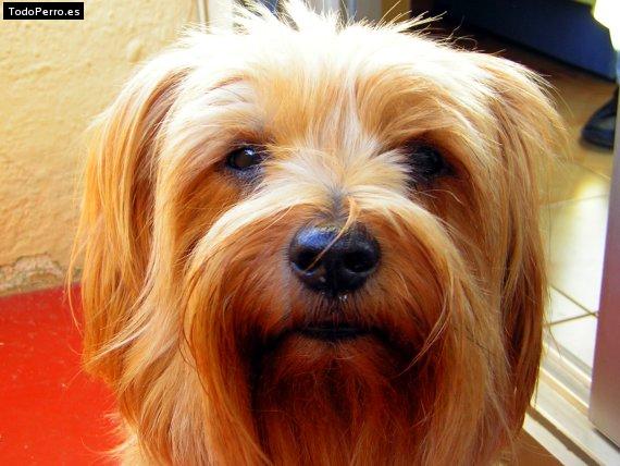 Foto del perro Troy