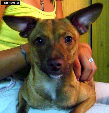 Foto del perro Broskith
