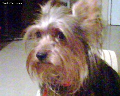 Foto del perro Muñeca