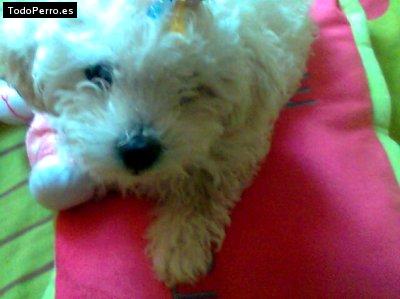Foto del perro Marilyn