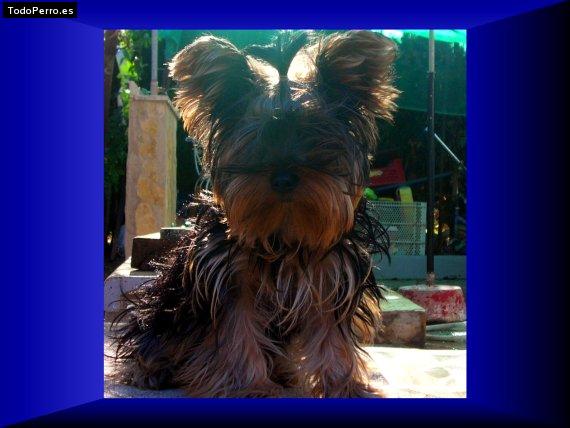 Foto del perro Chiqui