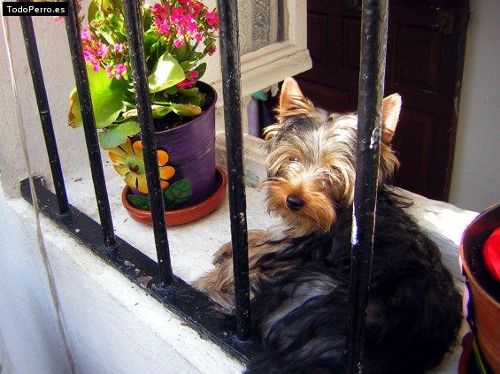 Foto del perro Rusty