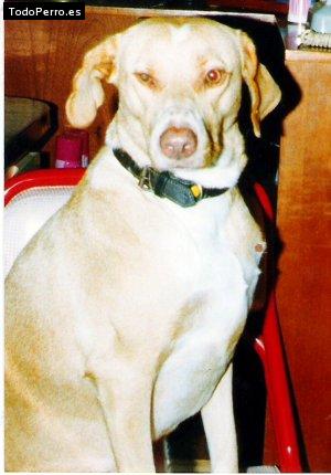 Foto del perro Coca