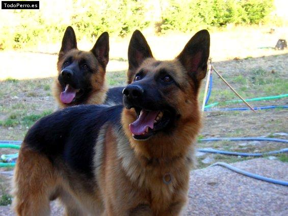 Foto del perro Max y thor