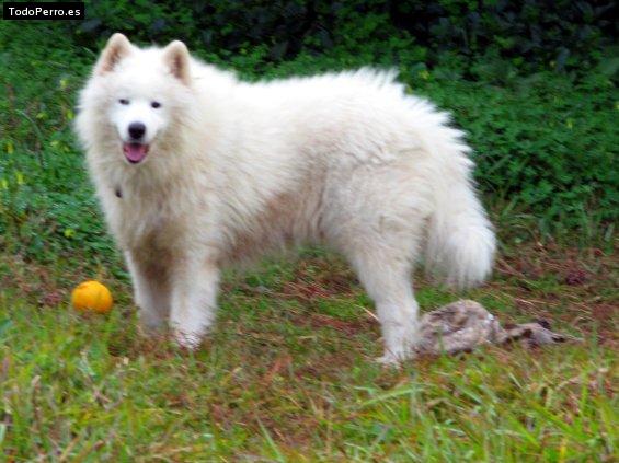 Foto del perro Poyo