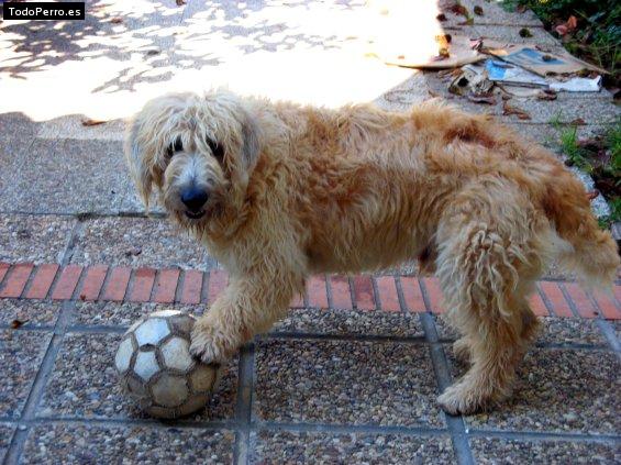 La foto del perro Chico Foto del perro Chico