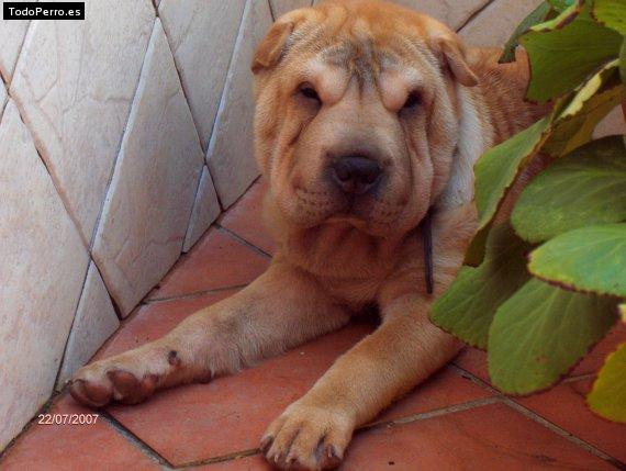 Foto del perro Berta