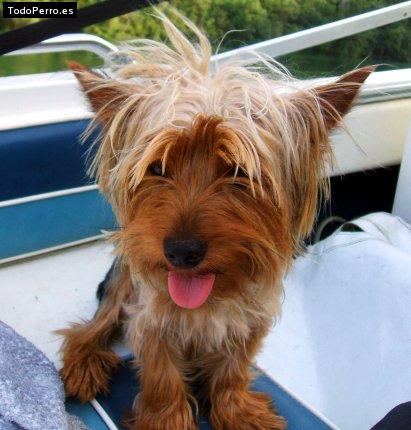 Foto del perro Tommy