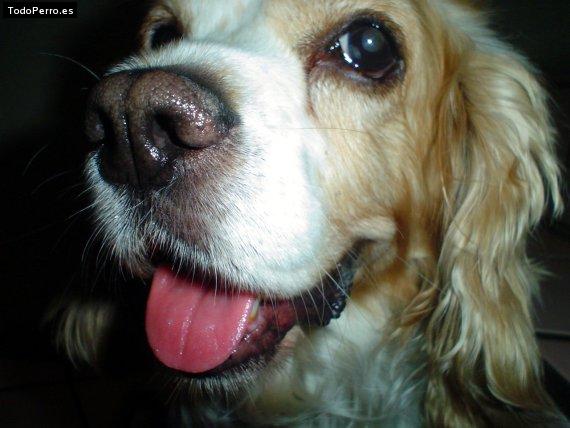 Foto del perro Sam
