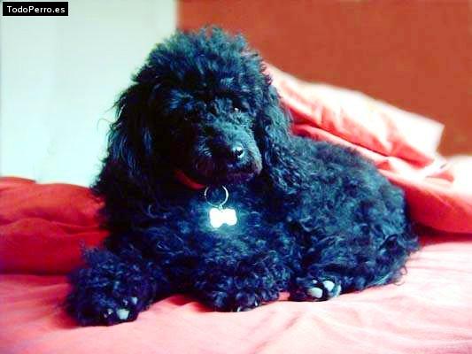 Foto del perro Blaky