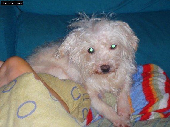 Foto del perro Blanca