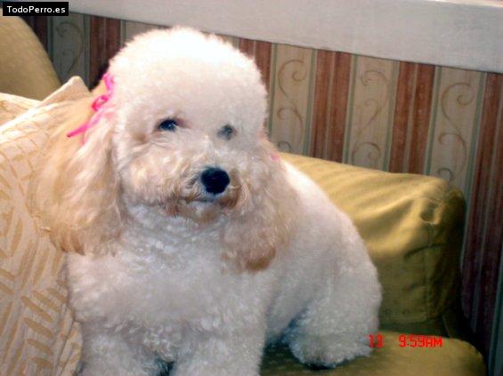 La foto del perro Camila Foto del perro Camila