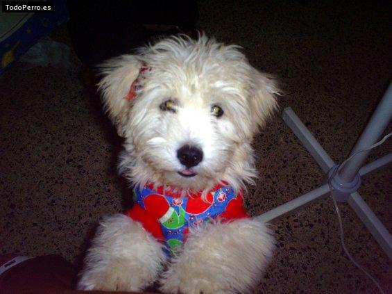 Foto del perro Tina