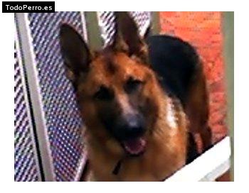 Foto del perro Betun