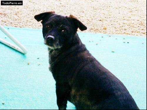 Foto del perro Niky