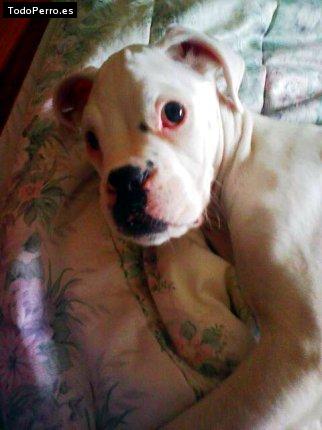 Foto del perro Roko
